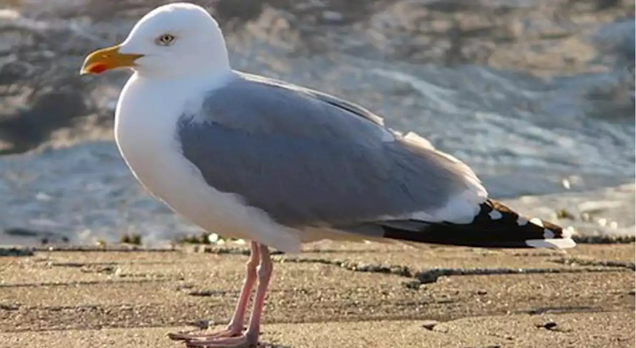 Wild birds test positive for bird flu in Santa Barbara County