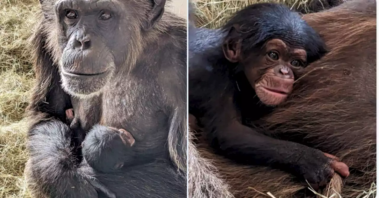 'Rare' baby chimpanzee born at Florida safari park