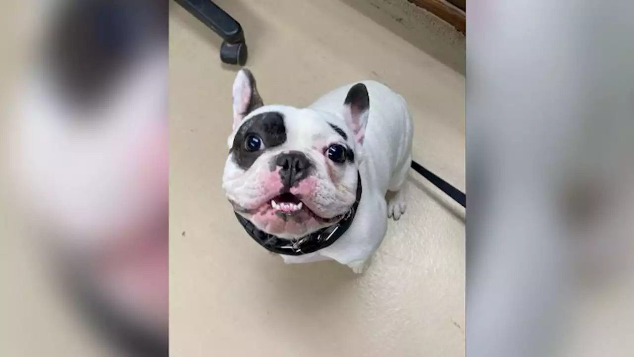 'Fire-breathing demon' dog Ralphie returned to Niagara shelter | CNN