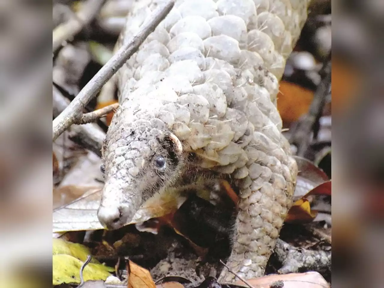 Sabah to celebrate world Pangolin Day March 11