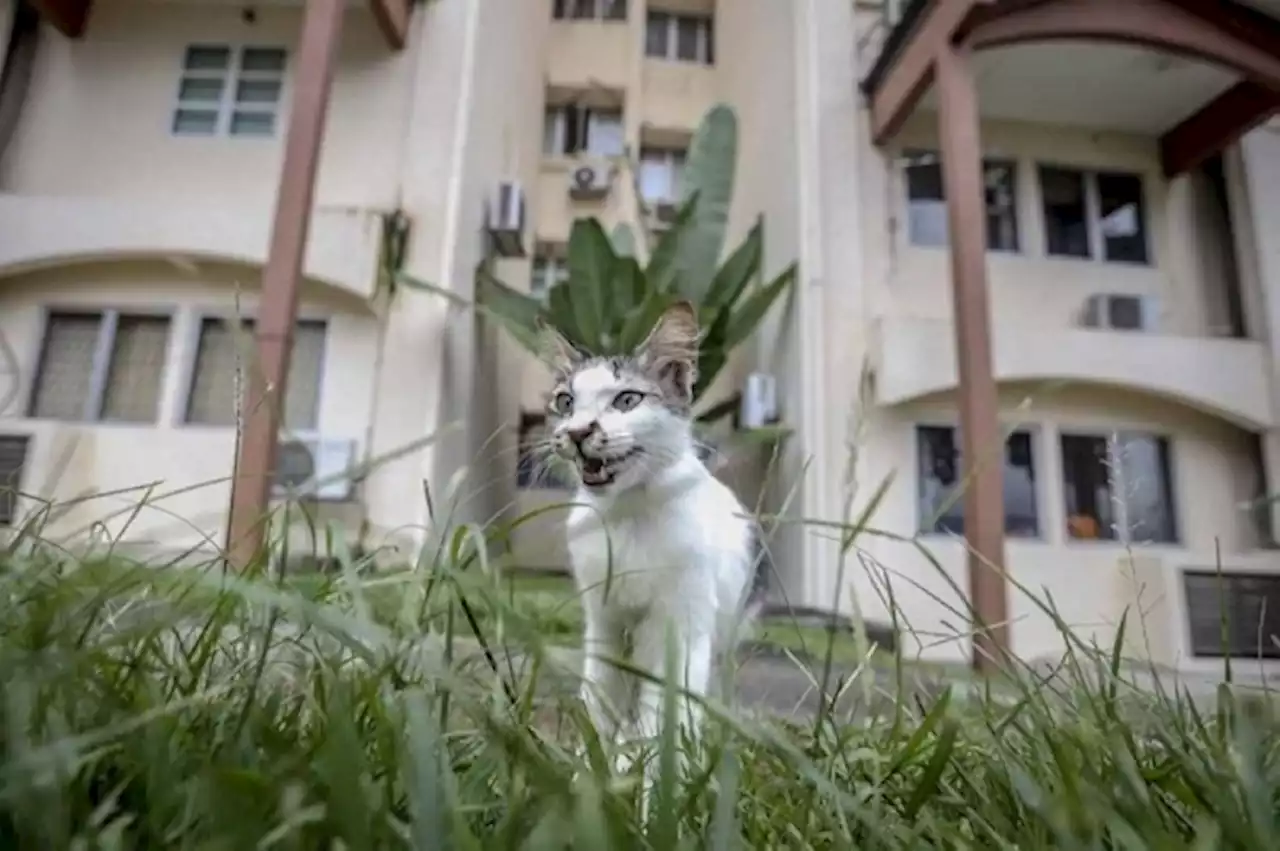 Vietnam police find 2,000 dead cats intended for traditional medicine