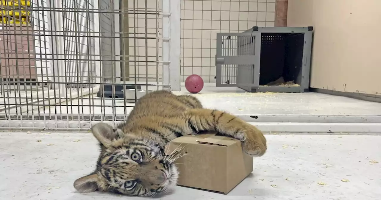 Tiger cub rescued in New Mexico finds new home in Colorado