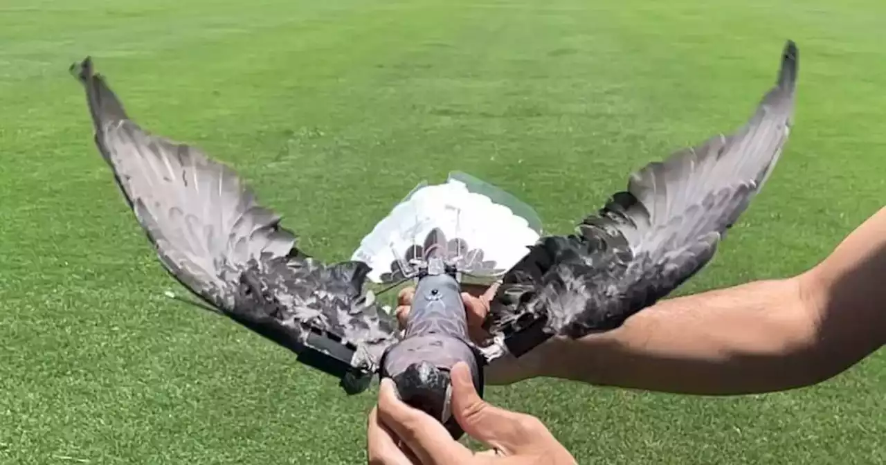 Científicos crean drones espías con aves muertas: mira el video