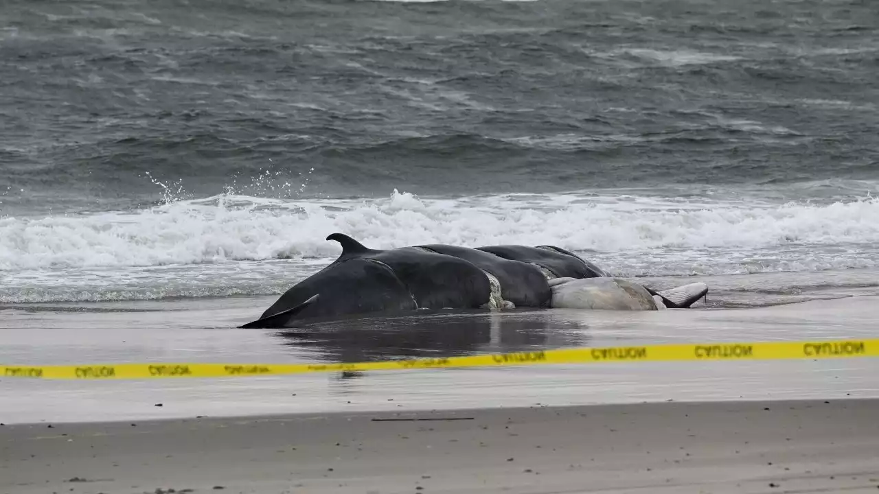 Another dead whale found stranded on New York beach in 'unusual mortality event' along Atlantic coast