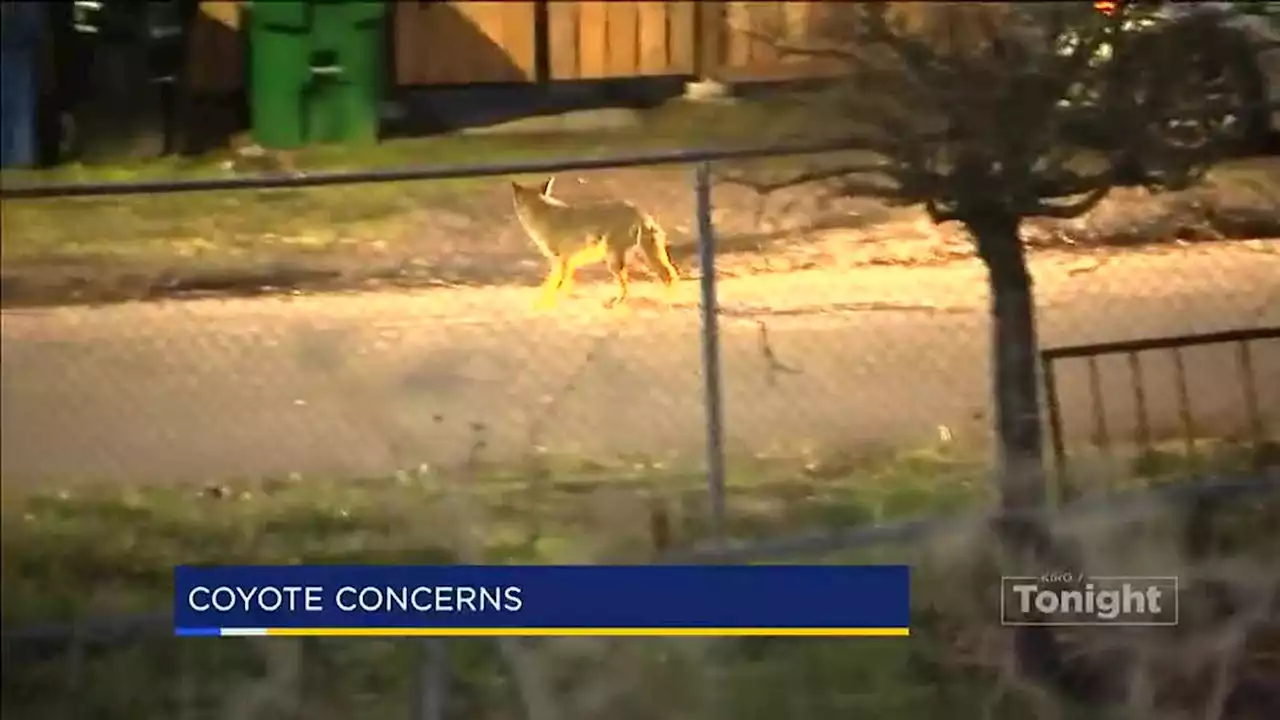 Growing coyote problem sparks fear in Beacon Hill neighborhood