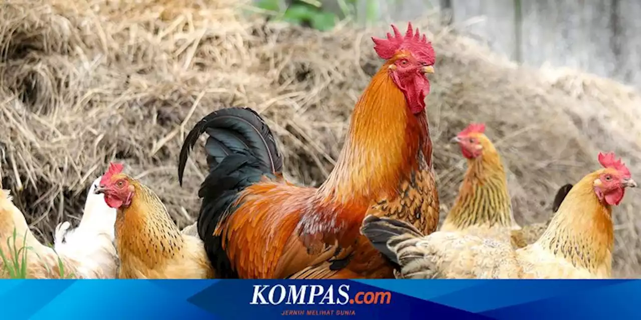 Seorang Pria Meninggal Usai Diserang Ayam, Bukti Unggas Bisa Jadi Makhluk Berbahaya