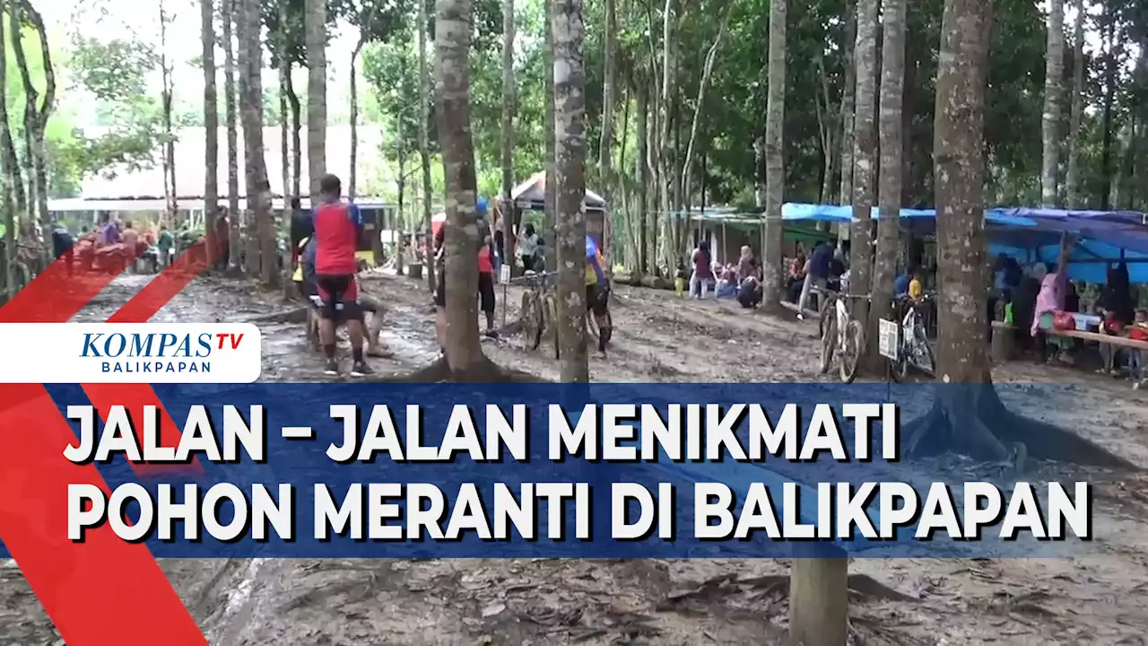 Menikmati Rindangnya Pohon Meranti di Lahan Seluas 30 Hektare