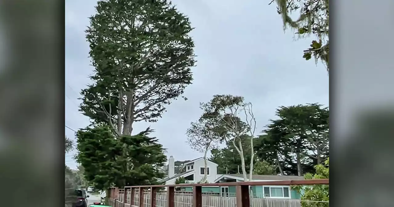 Pacific Grove couple frustrated they're not allowed to cut threatening trees