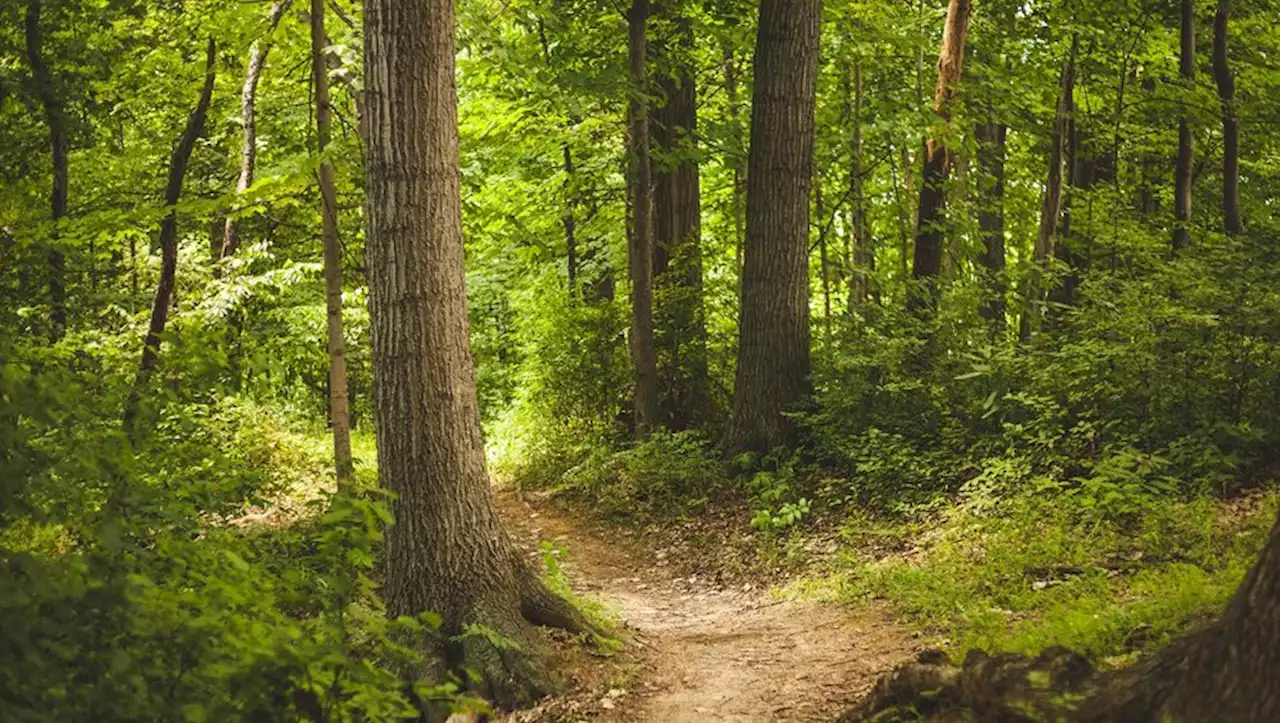 Mystère après la découverte de deux squelettes en quelques jours dans une forêt communale