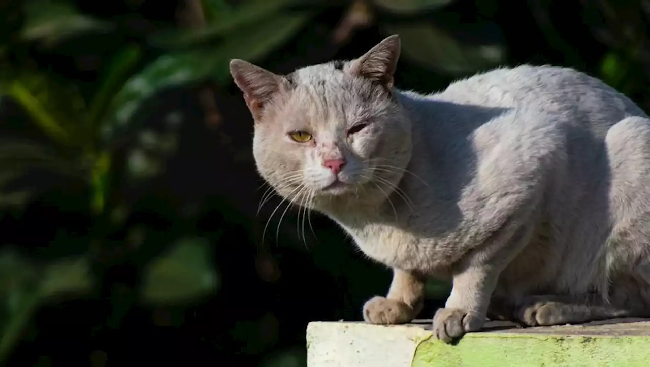 Un référent 'maltraitance animale' dans les commissariats et les gendarmeries : 5 questions sur ce nouveau dispositif