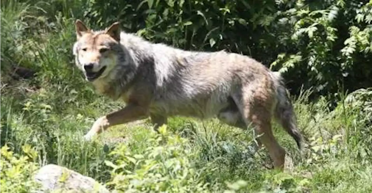 Venu d’Italie par les Alpes, le loup s’installe peu à peu en Occitanie