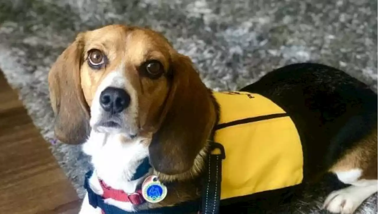 Archie, da cane di un box in un rifugio alla laurea in pet therapy