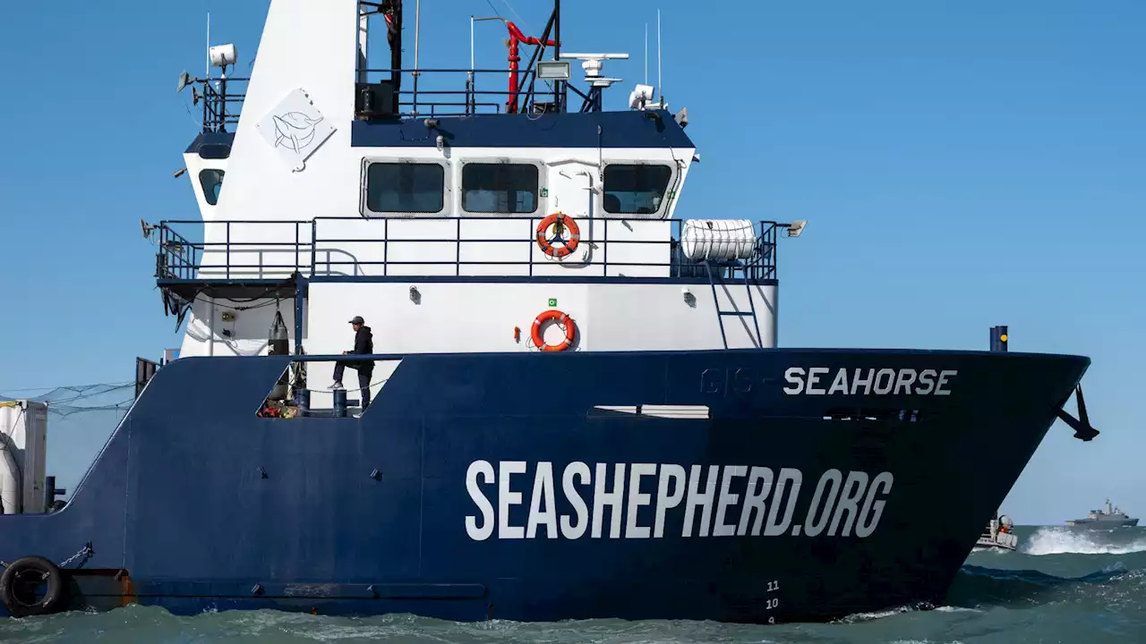 Sea Shepherd porte plainte après la découverte d’un dauphin scarifié avec un message insultant