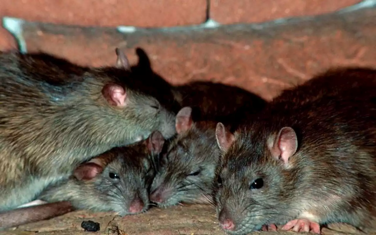 Pourquoi les rats sont de plus en plus visibles à Lille ?