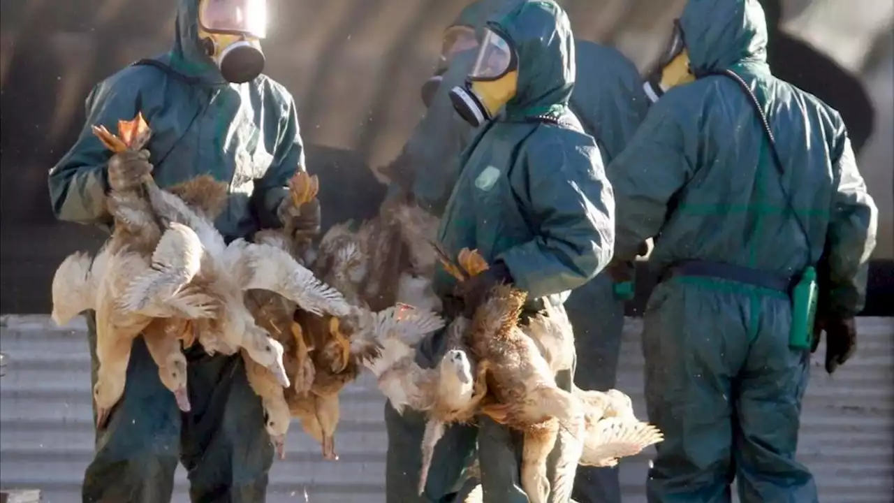 Segundo caso de gripe aviar en la Argentina