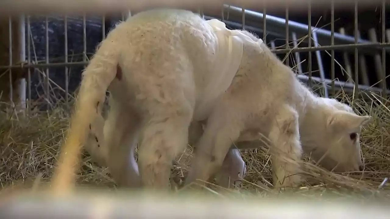 See the Lamb Born on German Farm with Not One, But Two Extra Legs