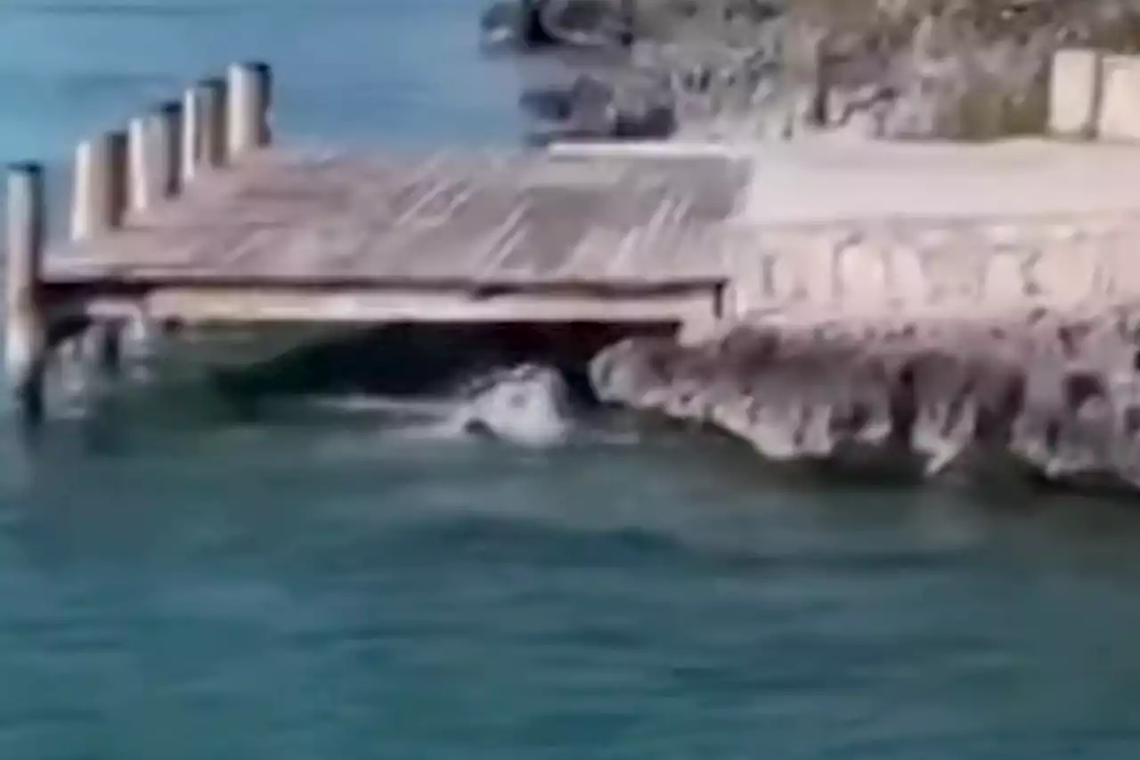 Dog and shark battle it out in Bahamian waters, while tourists look on