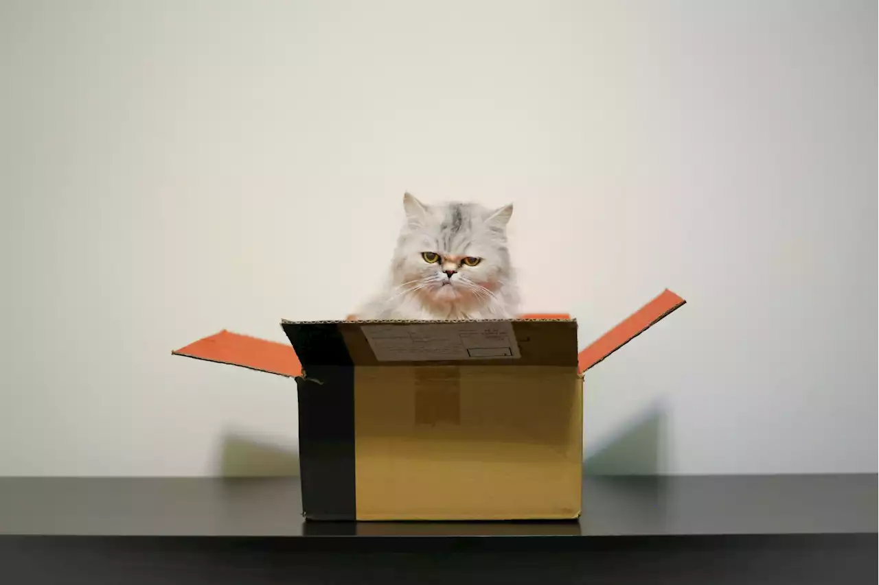 Cats love sitting in boxes so much they’ll even sit in fake ones