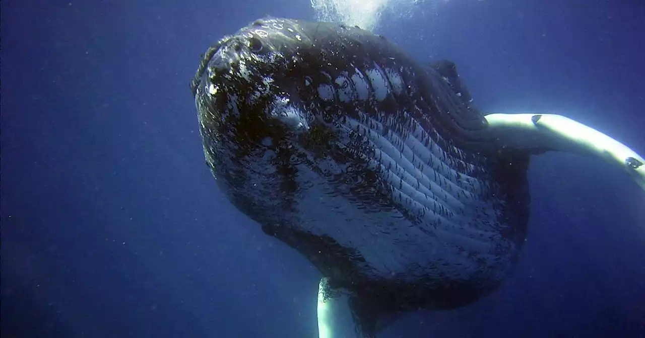 Il 19 febbraio si celebrano i giganti del mare: le balene tra caccia, plastica e spiaggiamenti