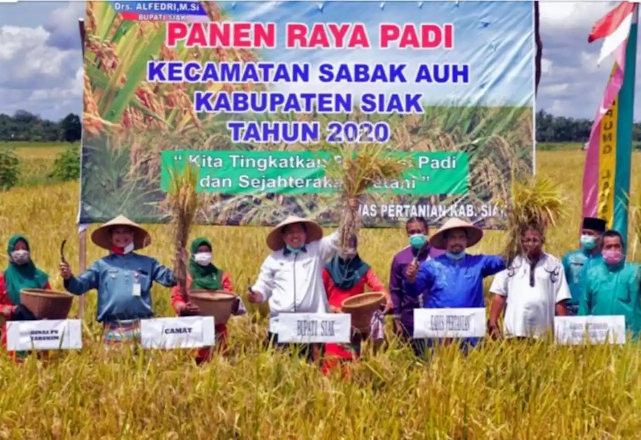 Kisah Alex, Petani Terintegrasi di Tengah Maraknya Sawit di Siak |Republika Online