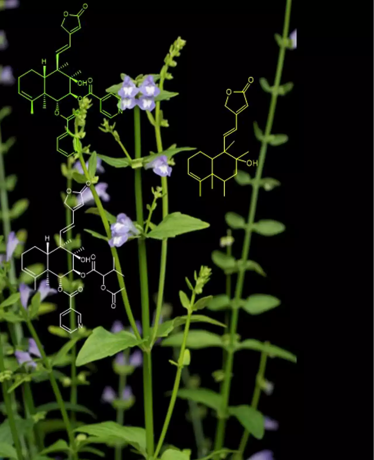 Researchers Unlock the Evolutionary Secrets of a Cancer-Fighting Chinese Medical Herb