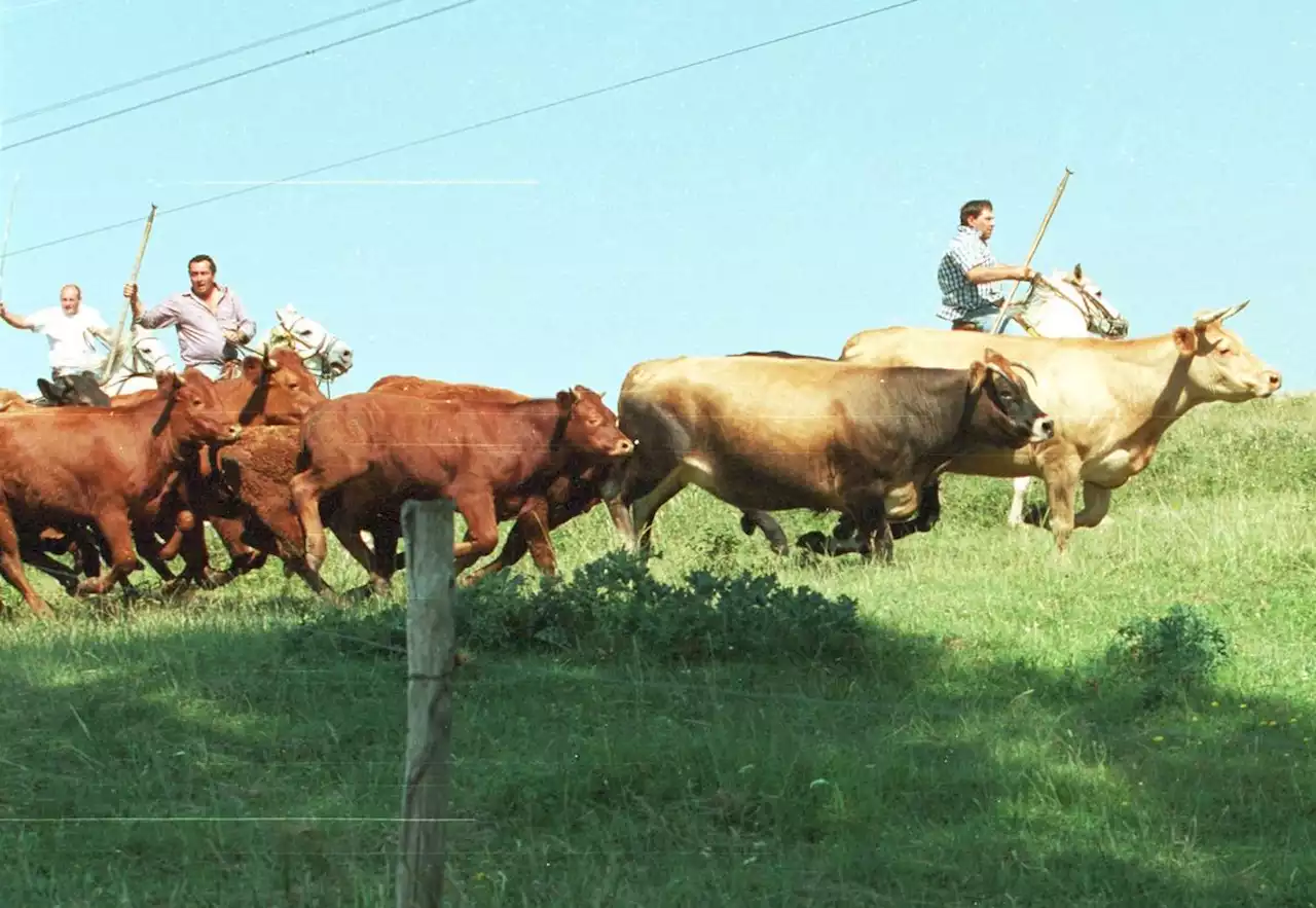 États-Unis : des vaches sauvages « agressives » vont être abattues depuis un hélicoptère