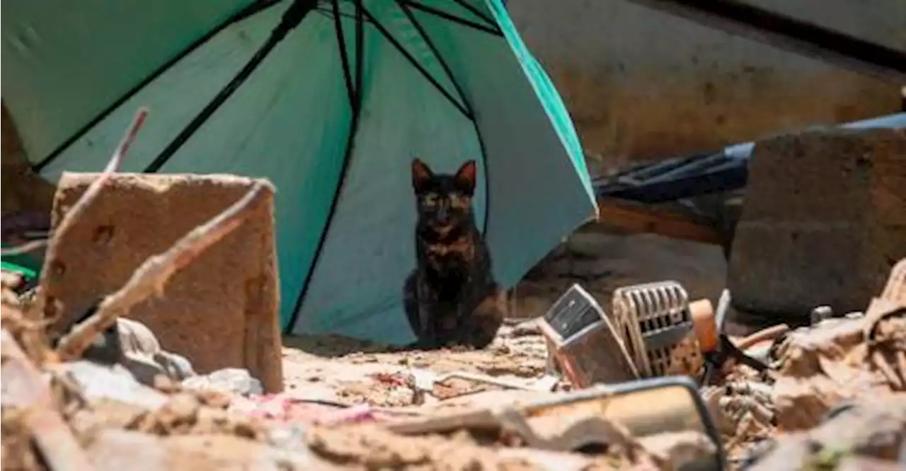 Vietnam police find 2,000 dead cats intended for traditional medicine