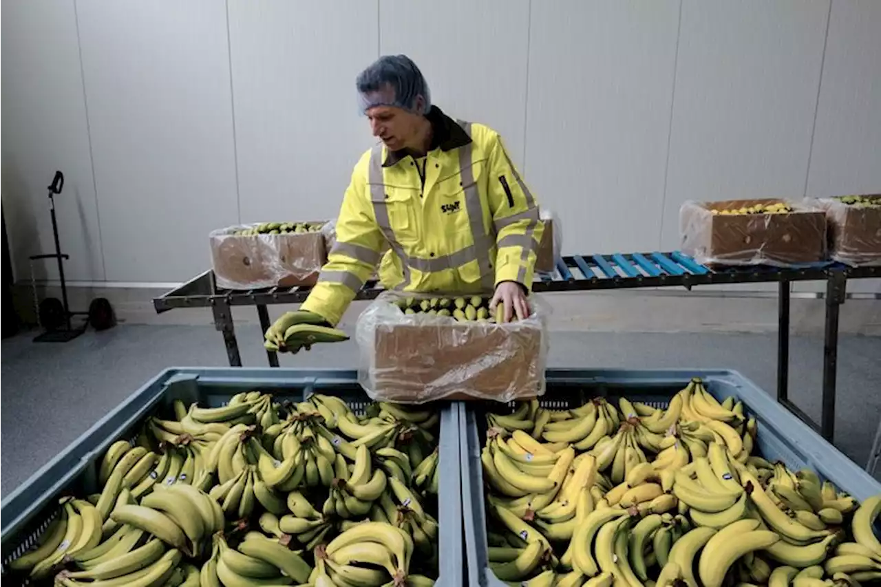 Nederland heeft nu een bananenpureefabriek, maar ‘importregels leiden tot verspilling’