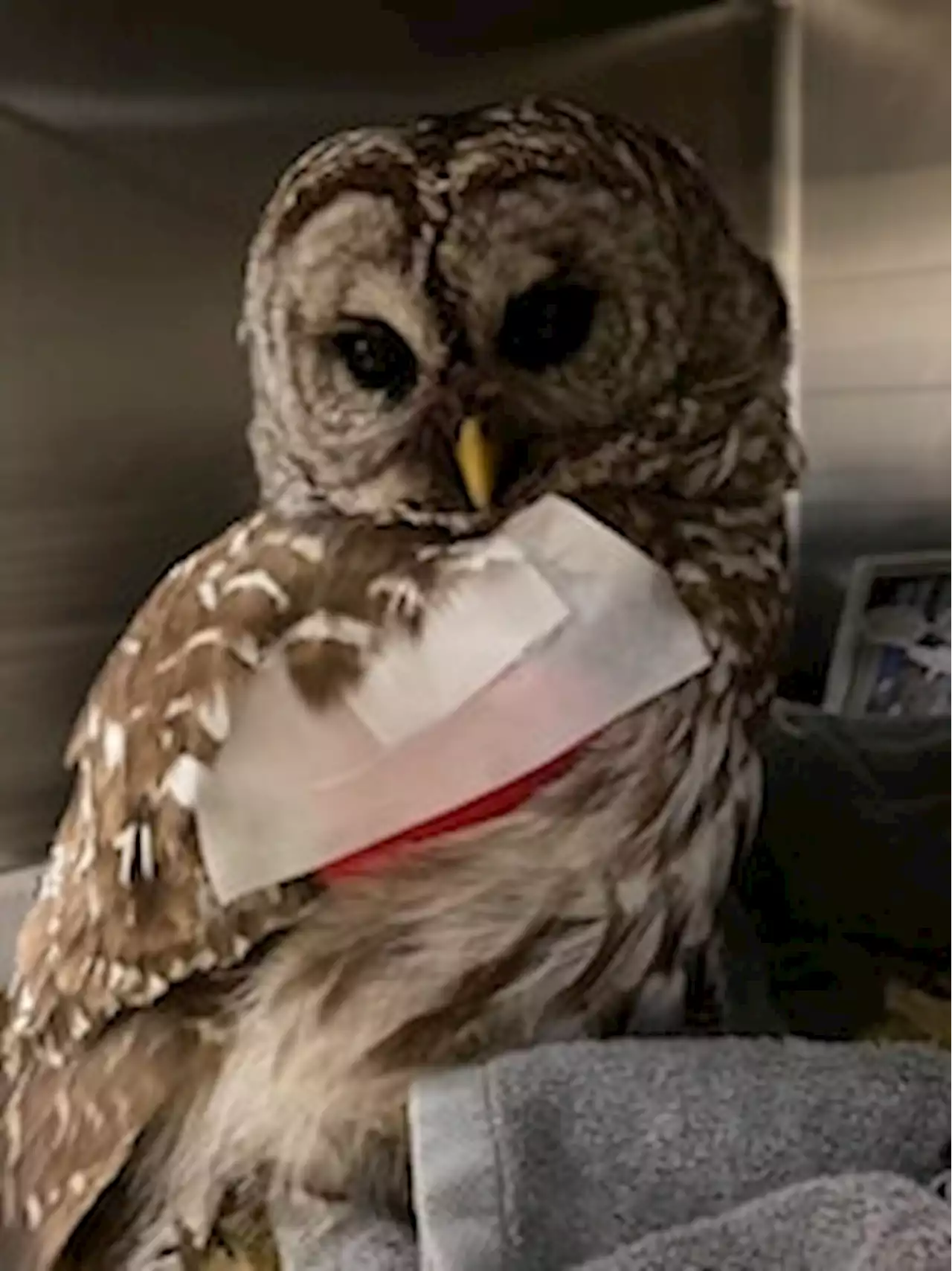 Badly hurt barred owl in Va. euthanized after rescue, attempted treatment