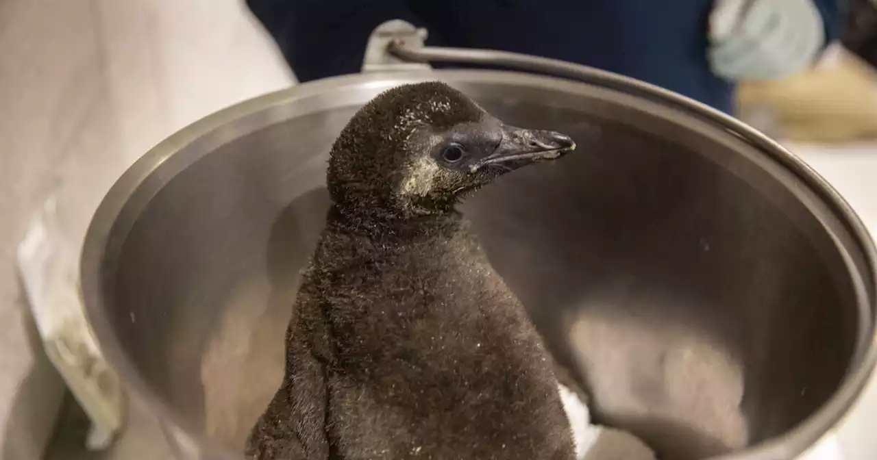 Endangered African penguin chicks hatch at Arizona aquarium