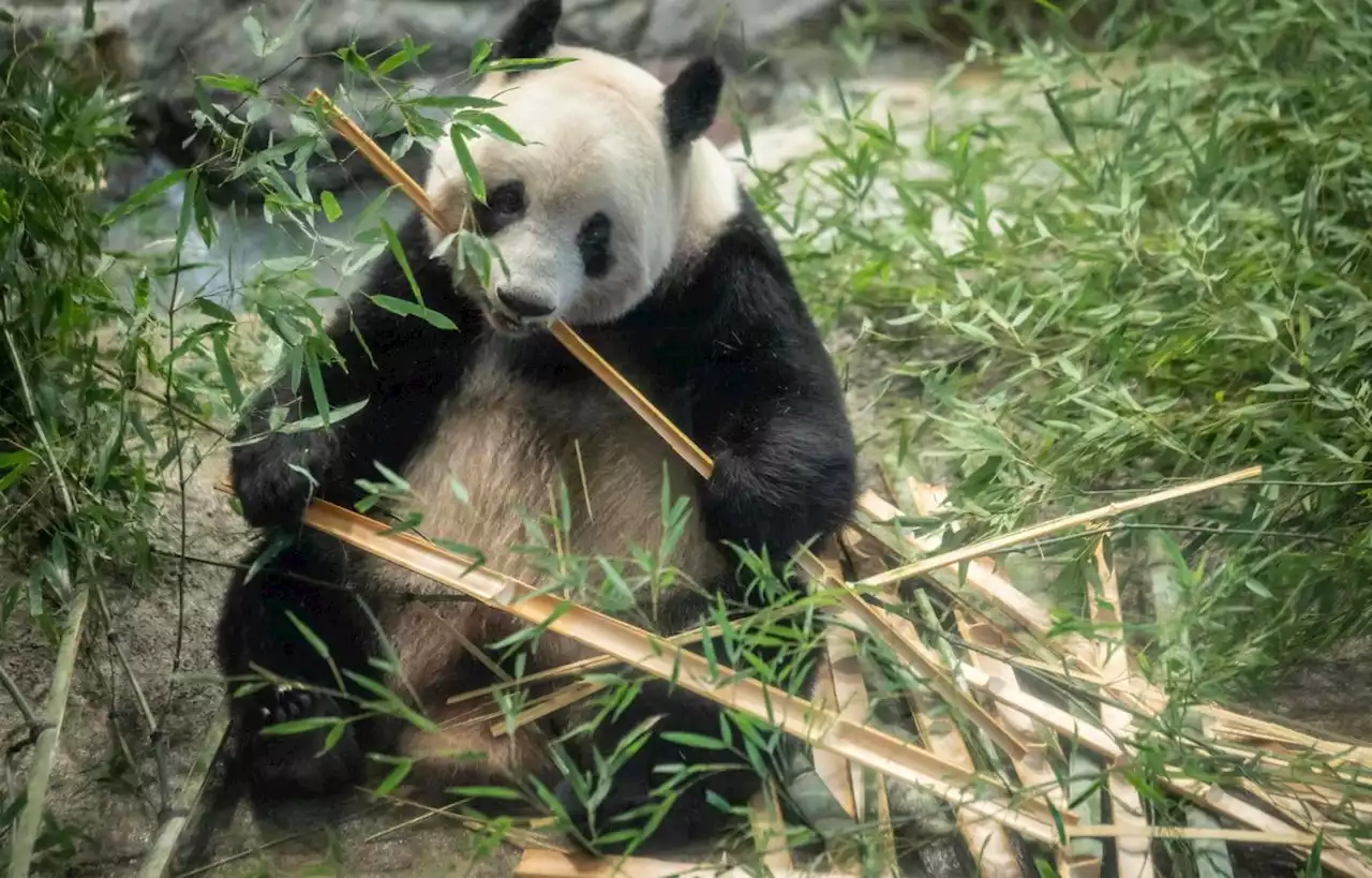 Le Japon rend quatre pandas à la Chine