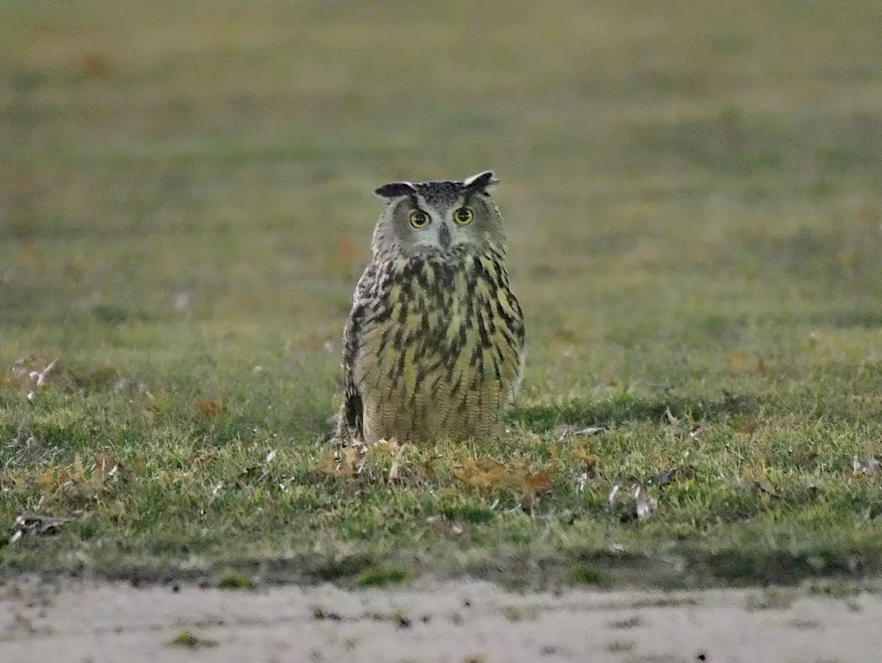 Freedom for Flaco! Central Park Zoo suspends attempted capture of escaped owl | amNewYork