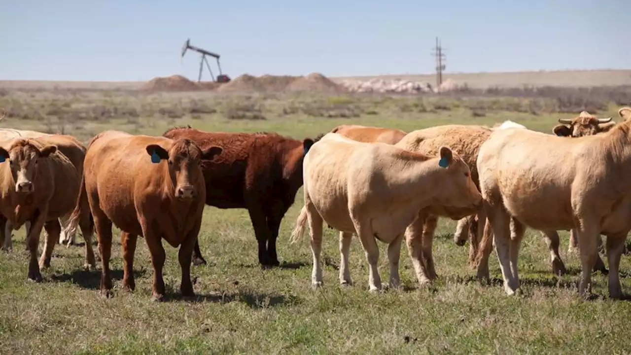 Etats-Unis : trop agressives, ces vaches sauvages vont être abattues depuis un hélicoptère