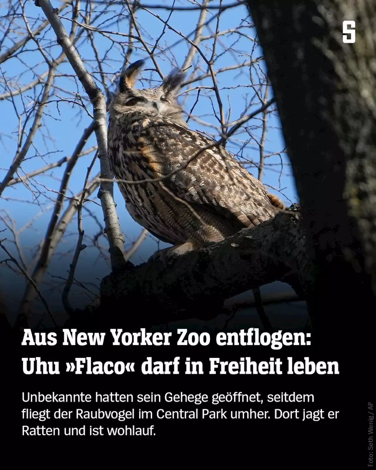 New York: Entflogener Uhu »Flaco« darf im Central Park bleiben