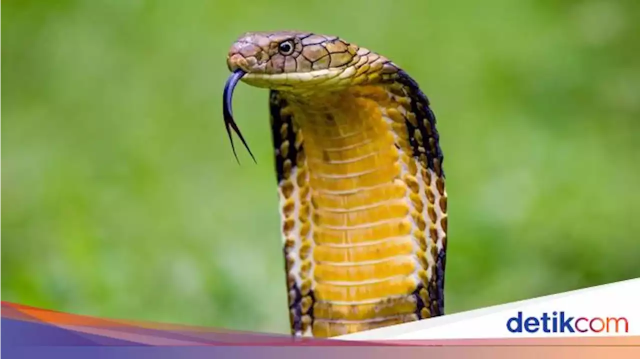 Indonesia Beli Antivenom Ular King Kobra, Tersedia di Mana?