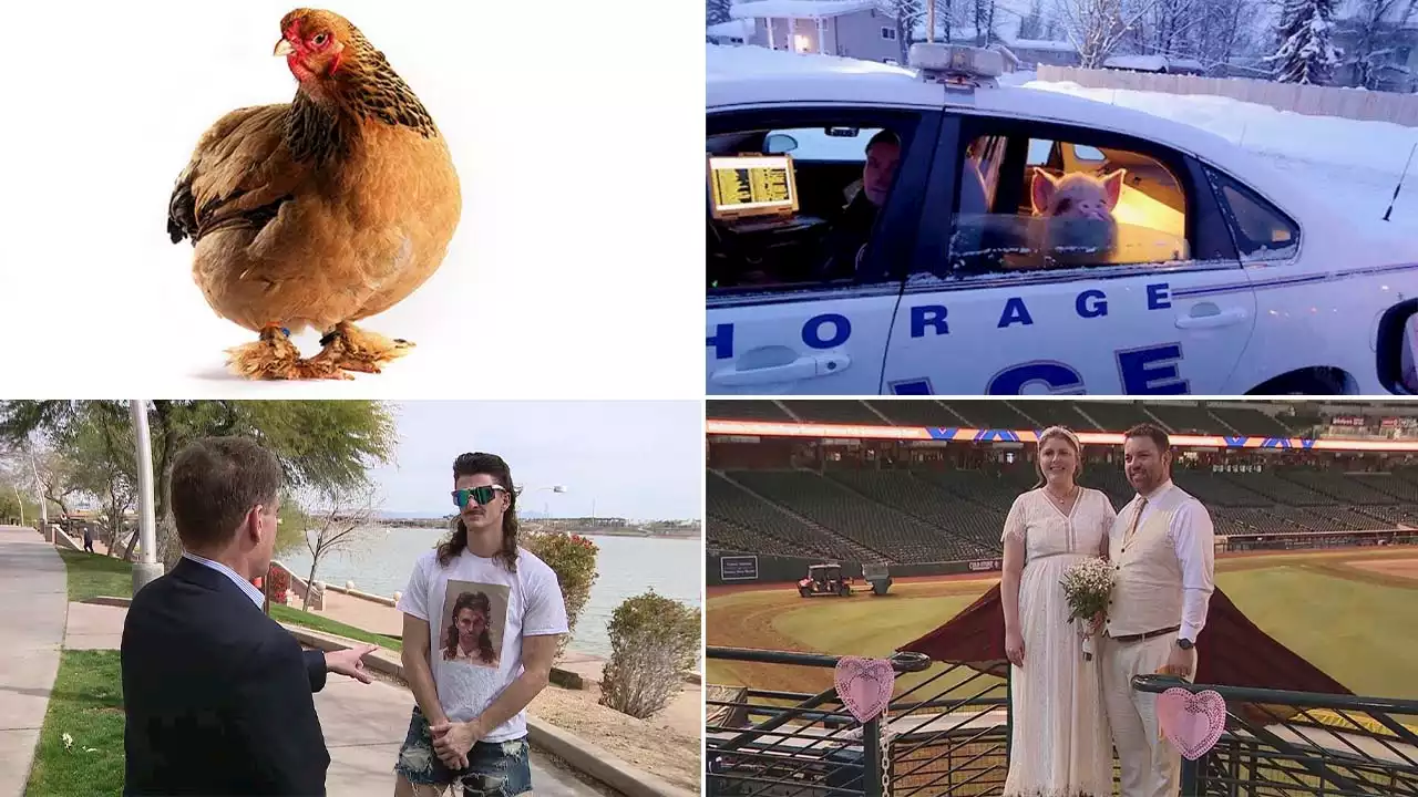 Man killed by chicken, 'Elvis Pigsley' gets a lift: This week's top offbeat, heartwarming headlines