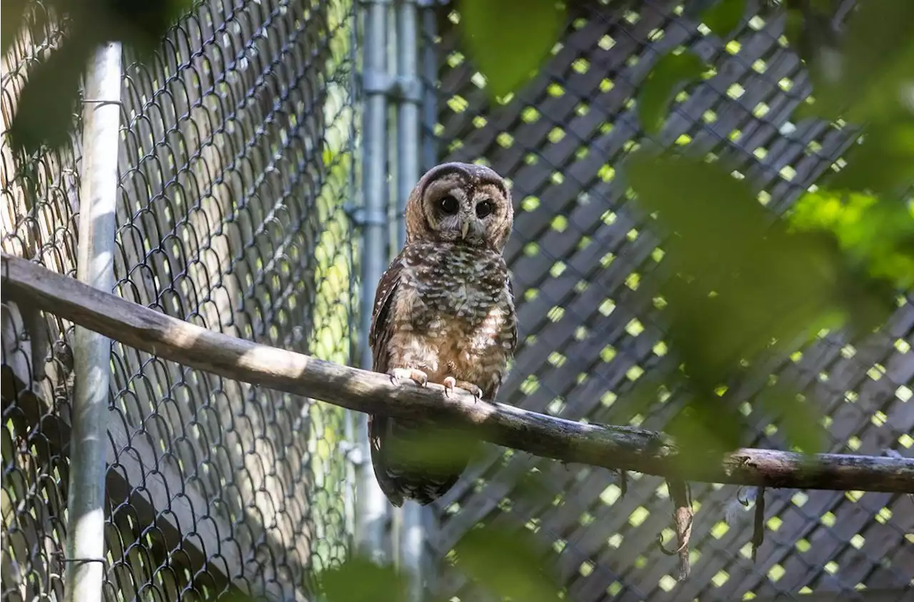 Northern spotted owl in B.C. found injured near train tracks after release