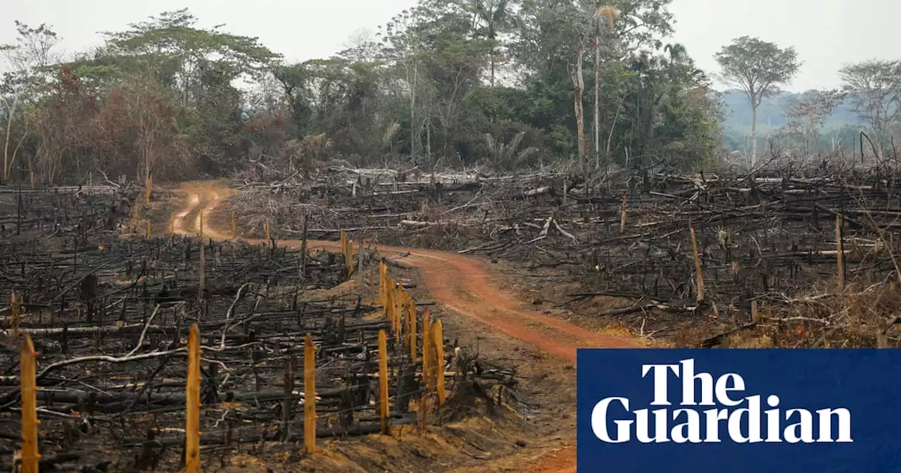 Cattle, not coca, drive deforestation of the Amazon in Colombia – report