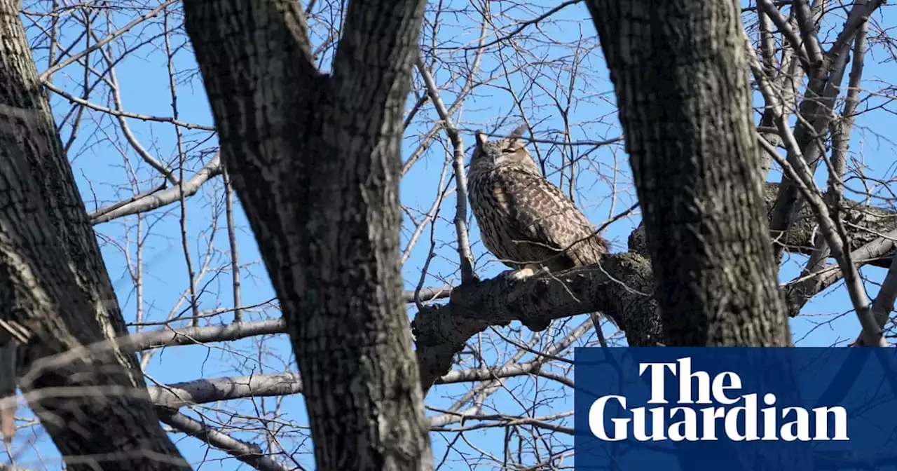 New York zoo ends attempt to recapture Flaco the owl in Central Park