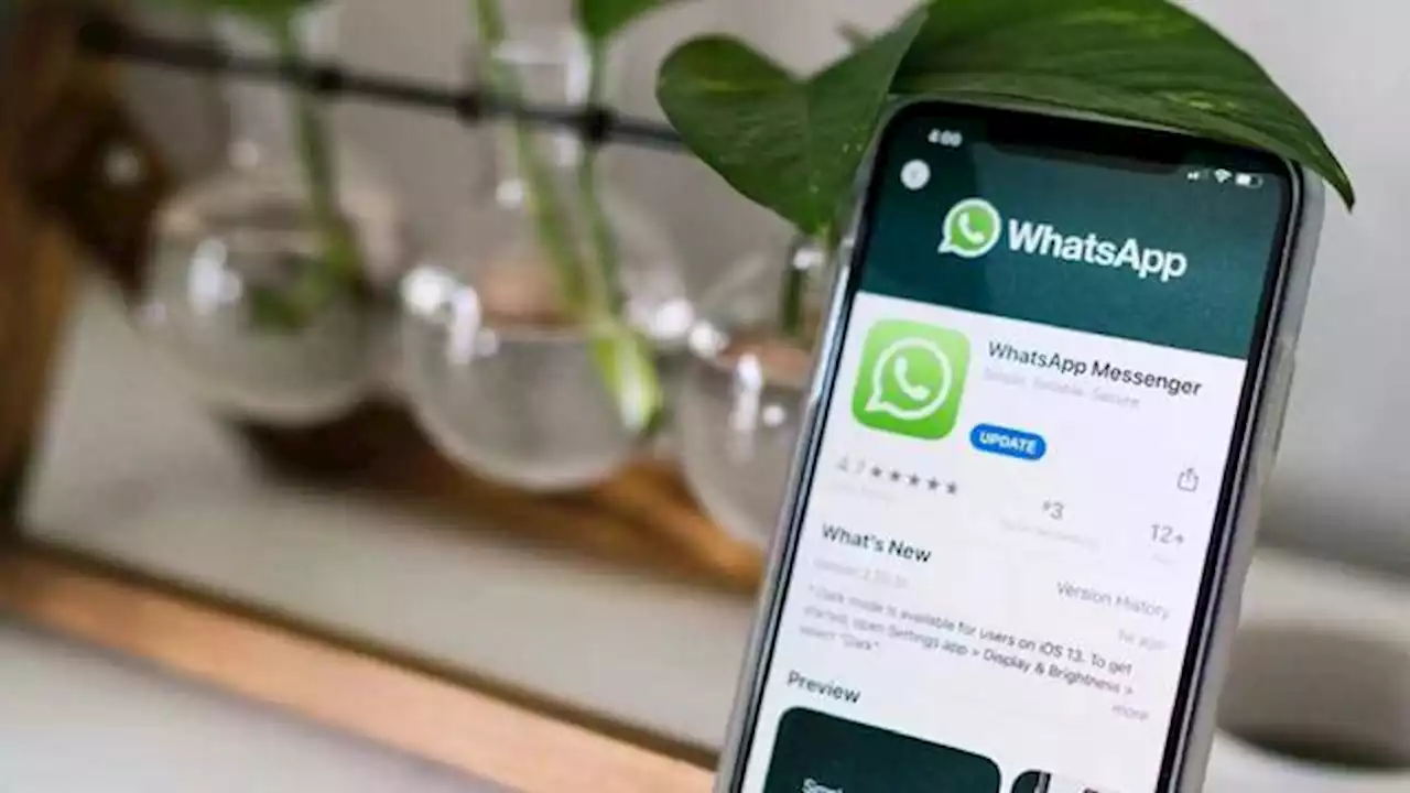 WhatsApp: como actualizar los contactos de la aplicación