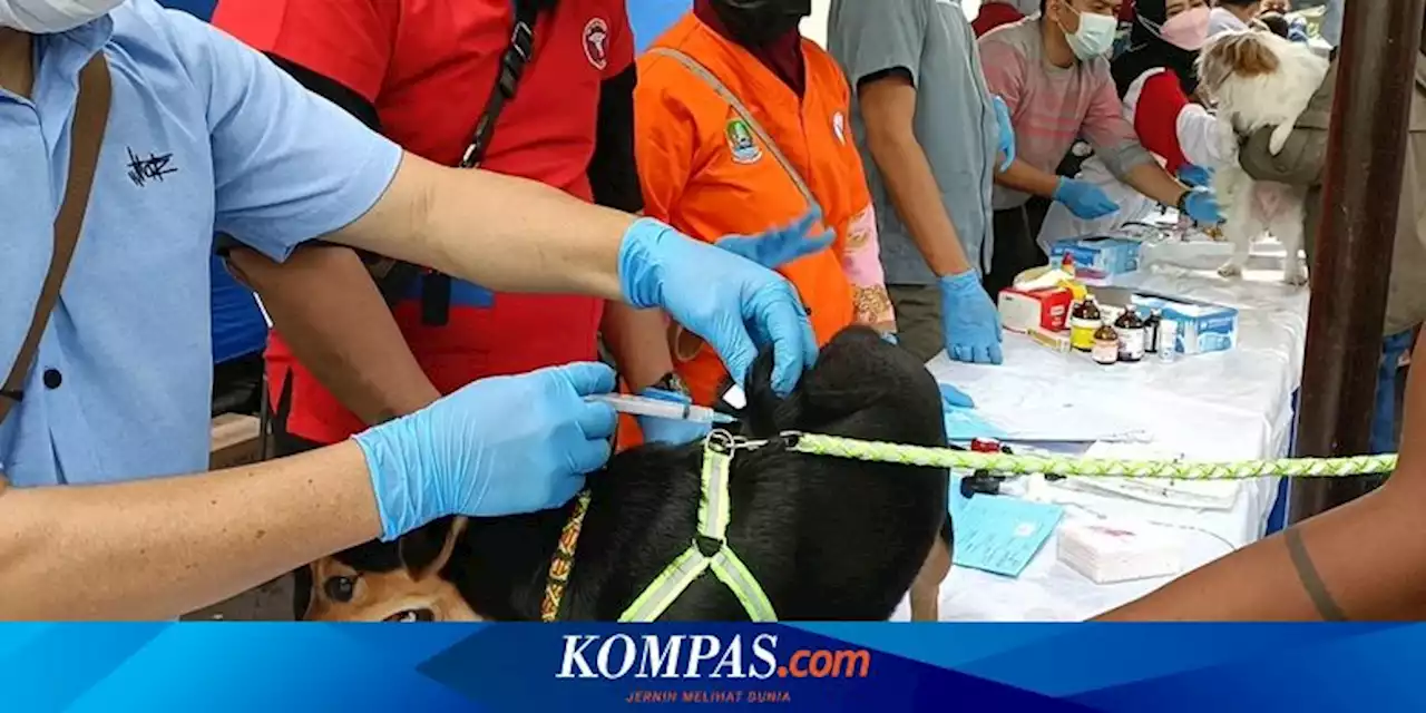 Anjing hingga Monyet Peliharaan Dapat Vaksin Rabies Gratis, Warga: Pengin Banget Diadain Terus