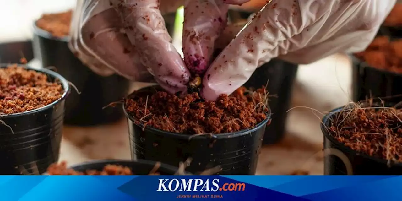 Manfaat Cocopeat untuk Tanaman Tomat, Bisa Bikin Buah Lebih Besar