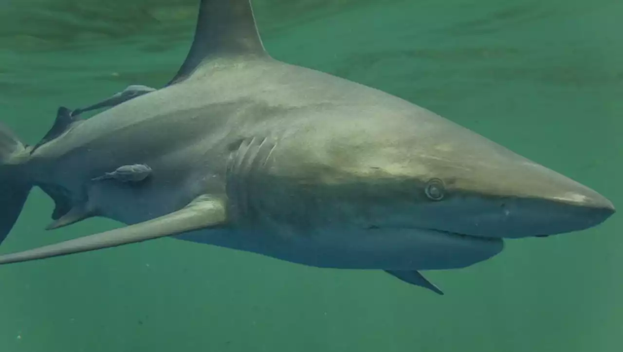 Attaque de requin : un nageur de 59 ans tué au large de Nouméa en Nouvelle-Calédonie