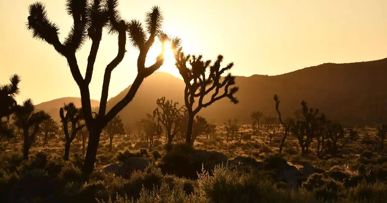 Editorial: Finally, a plan to save Joshua trees from climate change — and the bureaucrats