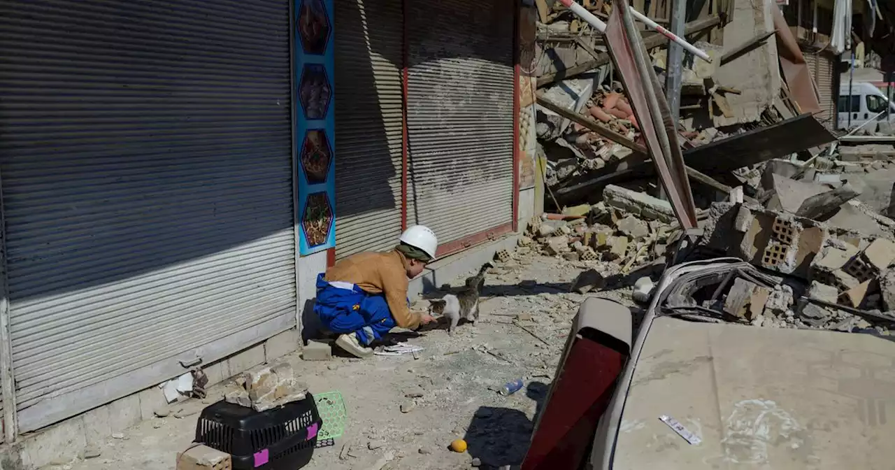 Dans les ruines d'Antakya, sauver les animaux console les humains