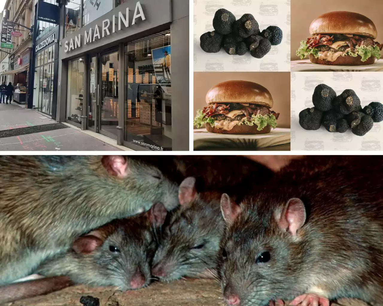 San Marina, restaurant dédié à la truffe, rats : les 10 infos de la semaine à Lille