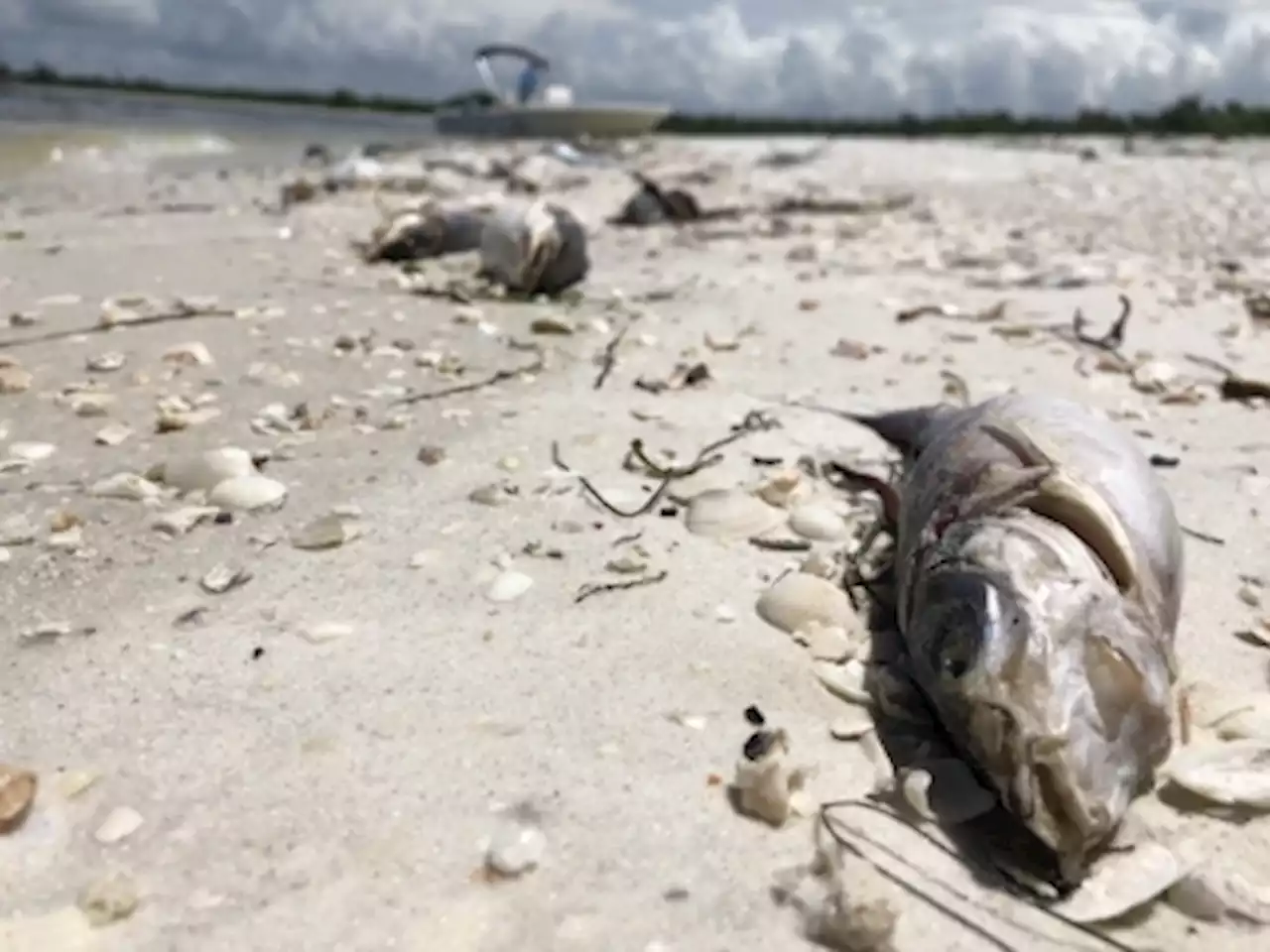 Red tide alert: Labuan residents advised to avoid eating shellfish