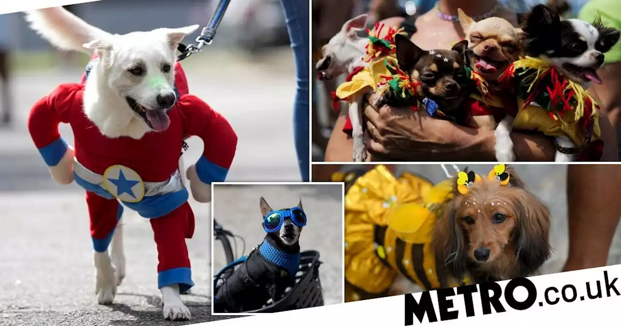 Hundreds of puppies don their best costumes for Brazil's dog carnival