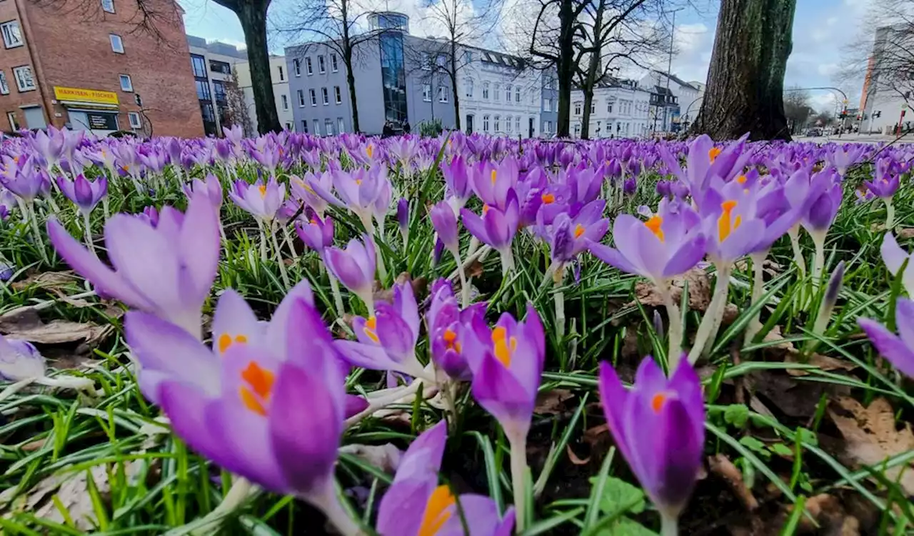 Das Wetter in Hamburg: Darum macht dieses Foto ein bisschen Hoffnung