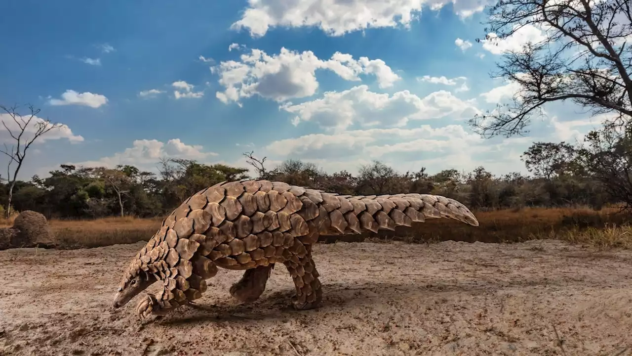 Poaching is sending the shy, elusive pangolin to its doom